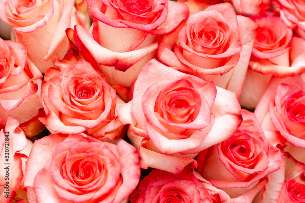 Background images with scarlet roses Background images with scarlet roses