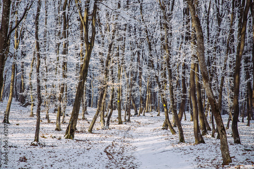 Beautiful frozen trees in winter. Hoarfrost on trees. 