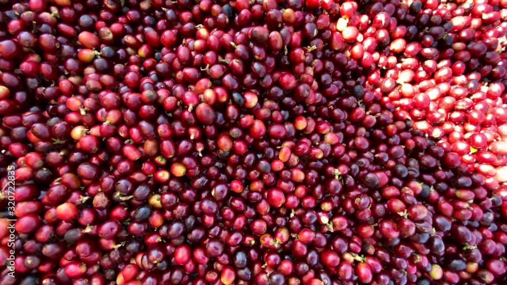 Closeup Dried coffee beans Background Closeup Dried coffee beans Background