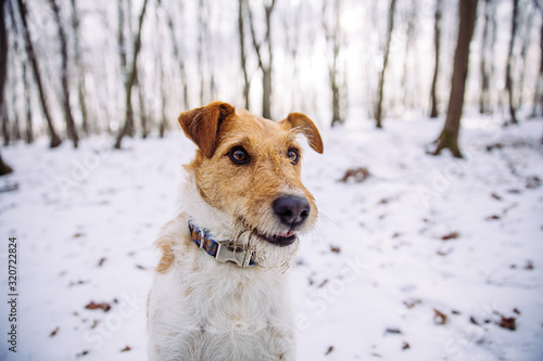 Happy fox terrier in the snow. Fun with a dog in the mountains. Hiking with a dog.