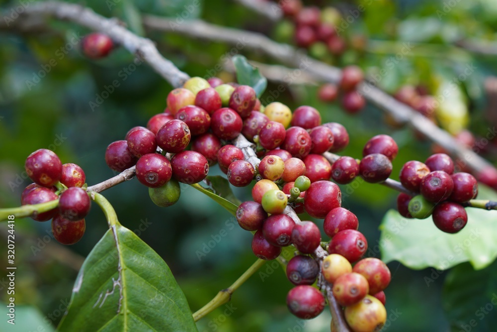 beautiful red ripe coffee bean with leaf 