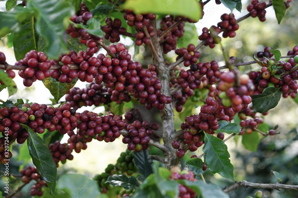 beautiful red ripe coffee bean with leaf 