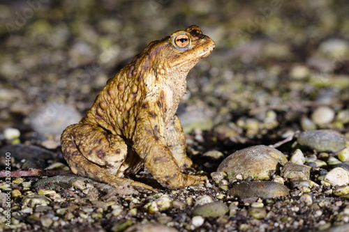 Male specimen of Common or European toad (Bufo bufo) moving during the night in direction of the breeding pond just after the wintering season