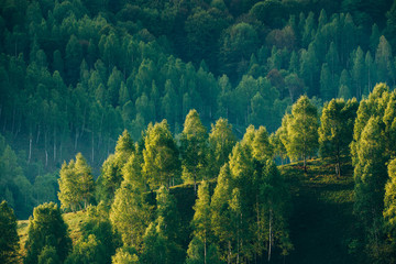 Sunrays over a green forest in summer.