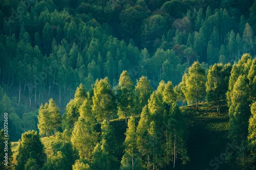 Panel kuchenny z motywem Sunrays over a green forest in summer.