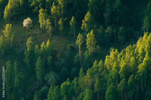 Fototapeta Naklejka Na Ścianę i Meble -  Sunrays over a green forest in summer.
