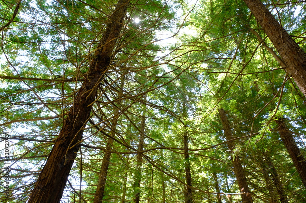 Naklejka premium tree in the forest