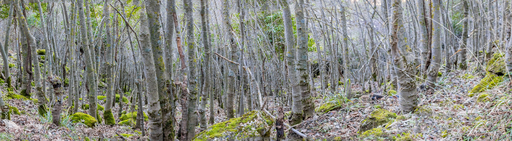 naturaleza y musgo verde monte naturaleza y musgo verde monte