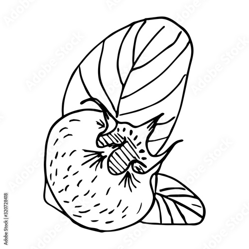Sketch of a ripe old sweet medlar and leaf on a white background isolated.Germanic common medlar. Loquat fruit. Nispero. Eriobotrya Japonica. Vector vintage outline illustration.