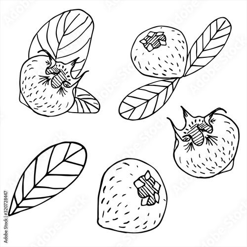 Set collection of sketches of mature old medlar, hawthorn and loquat on a white background isolated. Germanic common medlar. Loquat fruit. Nispero. Eriobotrya Japonica.Vector illustration