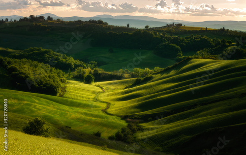 Impressive spring landscape,view with cypresses and vineyards ,Tuscany,Italy