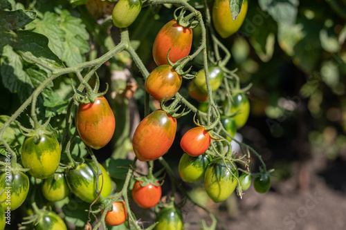 Wallpaper Mural First spring harvest of red ripe tomatoes in garden. Vegetable organic farming Torontodigital.ca