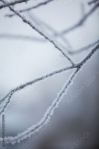 winter tree branch with frost and snow