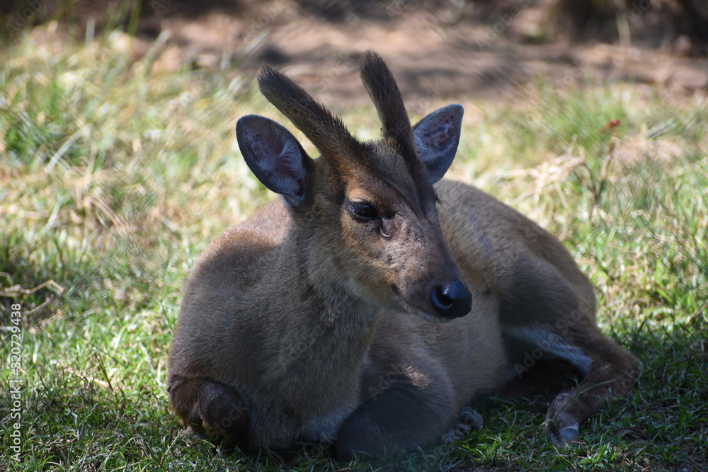 Fototapeta premium deer in the grass