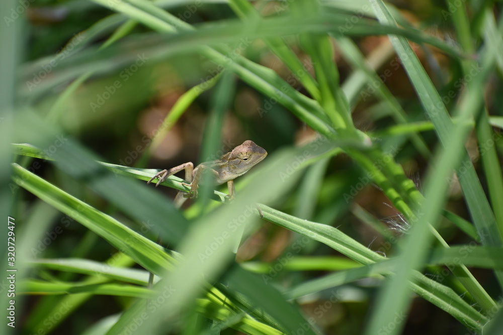 lizard on leaf