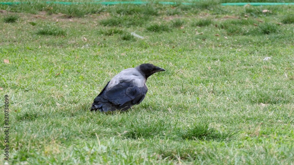 Fototapeta premium Crow calmly walking on grassy lawn in the park.