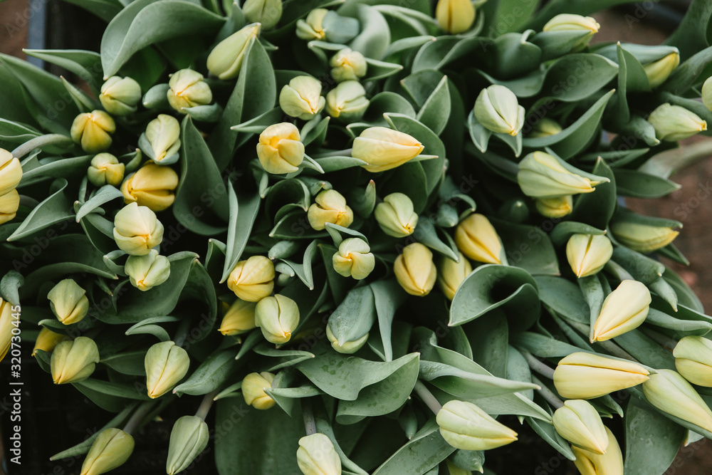 Obraz premium Beautiful fresh blooming yellow Tulip flowers, large in texture, grown in greenhouses