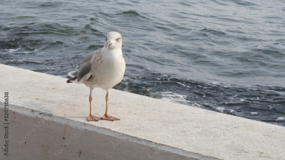 Seagull walking on concrete wall on izmir seashore. Seagull walking on concrete wall on izmir seashore.