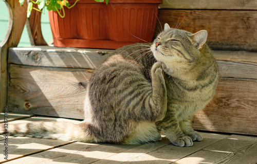 The cat is scratching itself on the wooden porch of a country house in outdoors.