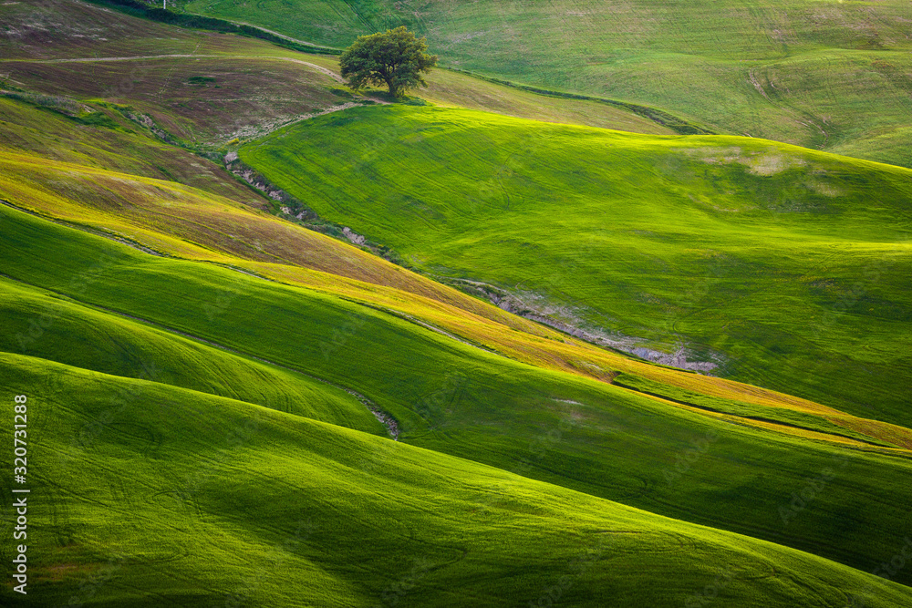 Obraz premium Impressive spring landscape,view with cypresses and vineyards ,Tuscany,Italy