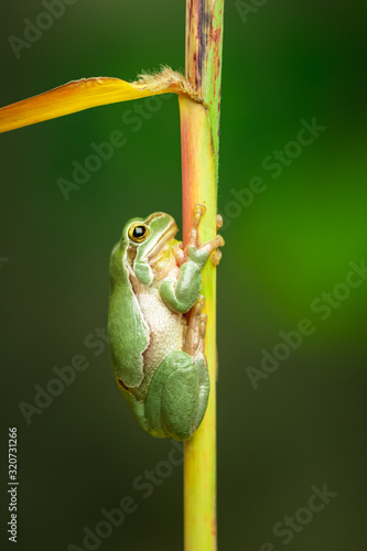 European green tree frog in the natural environment, wildlife, wild animal, hyla arborea, close up, detail