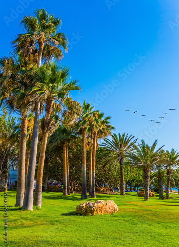 Palm grove and green grass lawns photo