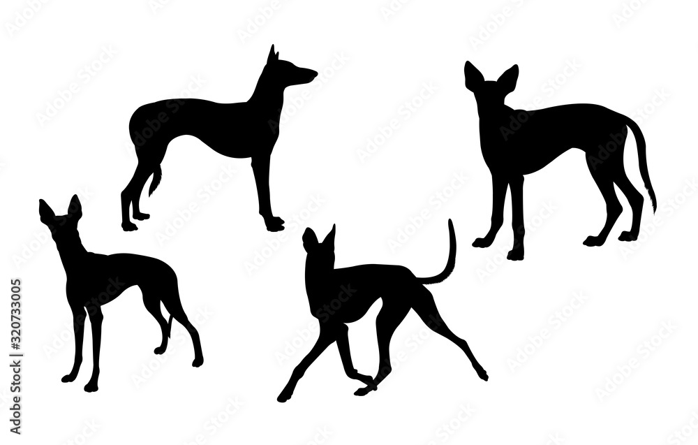 Ibizan hound dog silhouette 01. Good use for symbol, logo, web icon, mascot, sign, or any design you want.