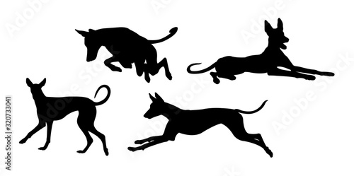 Ibizan hound dog silhouette 04. Good use for symbol, logo, web icon, mascot, sign, or any design you want.