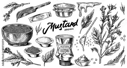 Mustard seeds and plant set. Spicy condiment, seasoning bottle, packaging and leaves, wooden spoons, sauce in gravy boat, whole and ground grains. Vintage background poster. Engraved hand drawn sketch photo
