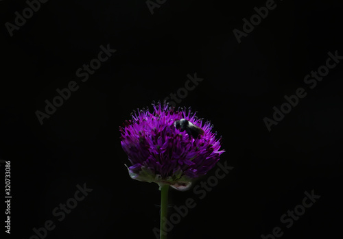 Eine lila violett leuchtende Bl  te eines Schnittlauchs vor schwarzem Hintergrund mit einer grauen Sandbiene  