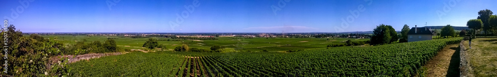 typical vineyard