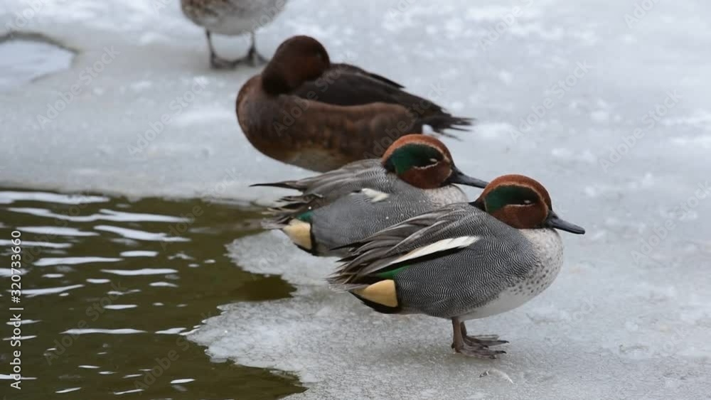 Two Eurasian teals resting on ice of frozen pond in winter Two Eurasian teals resting on ice of frozen pond in winter