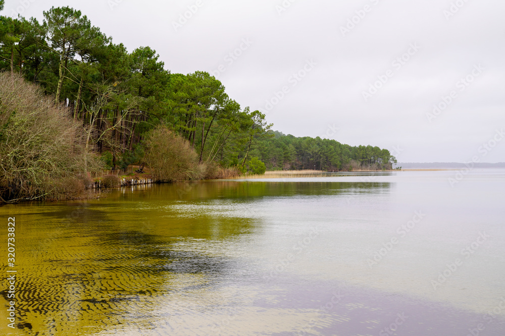 Obraz premium Sanguinet sand beach wood pine in Lake Maguide in landes France