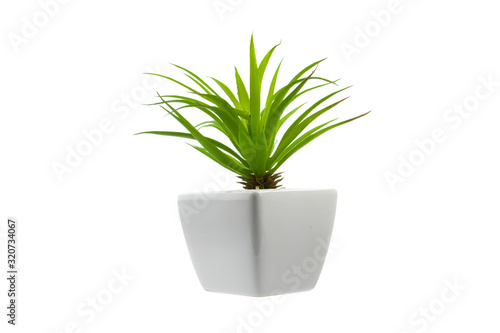 Green plant on a white background in a white pot, isolated.
