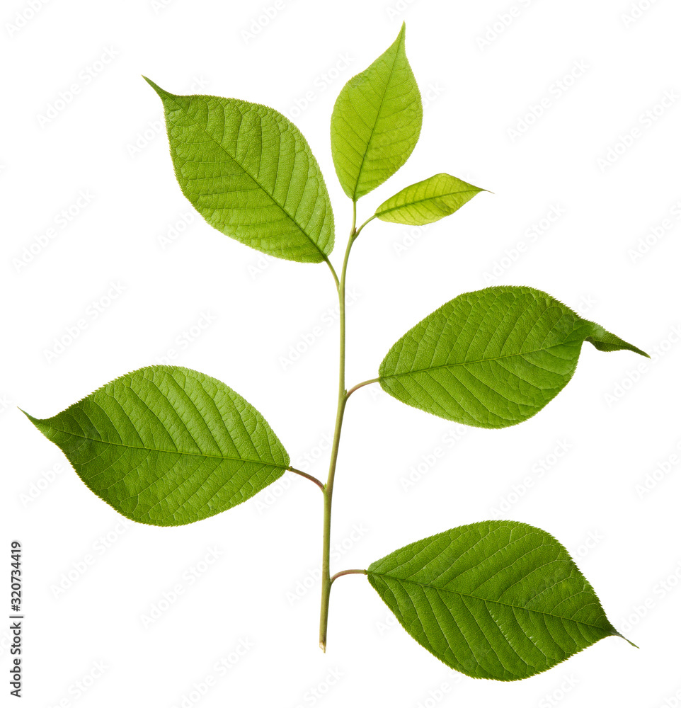 Cherry branch with green leaves isolated on white background Cherry branch with green leaves isolated on white background