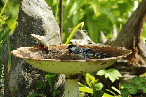 Eine Kohlmeise badet im heißen Sommer in einer Vogeltränke im Garten, Parus major