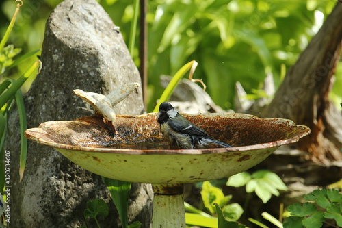 Eine Kohlmeise badet im heißen Sommer in einer Vogeltränke im Garten, Parus major