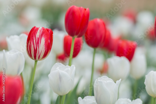 Striped Tulip with red and white tulips in a flowerbed