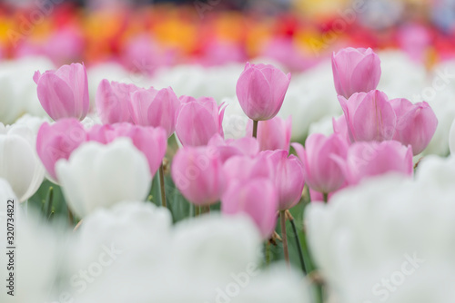 Light pink tulips in a mix with white tulips in a flowerbed