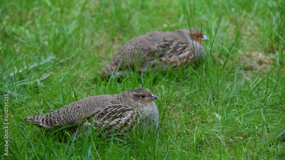 Grey partridge (Perdix perdix) couple resting in grassland Grey partridge (Perdix perdix) couple resting in grassland