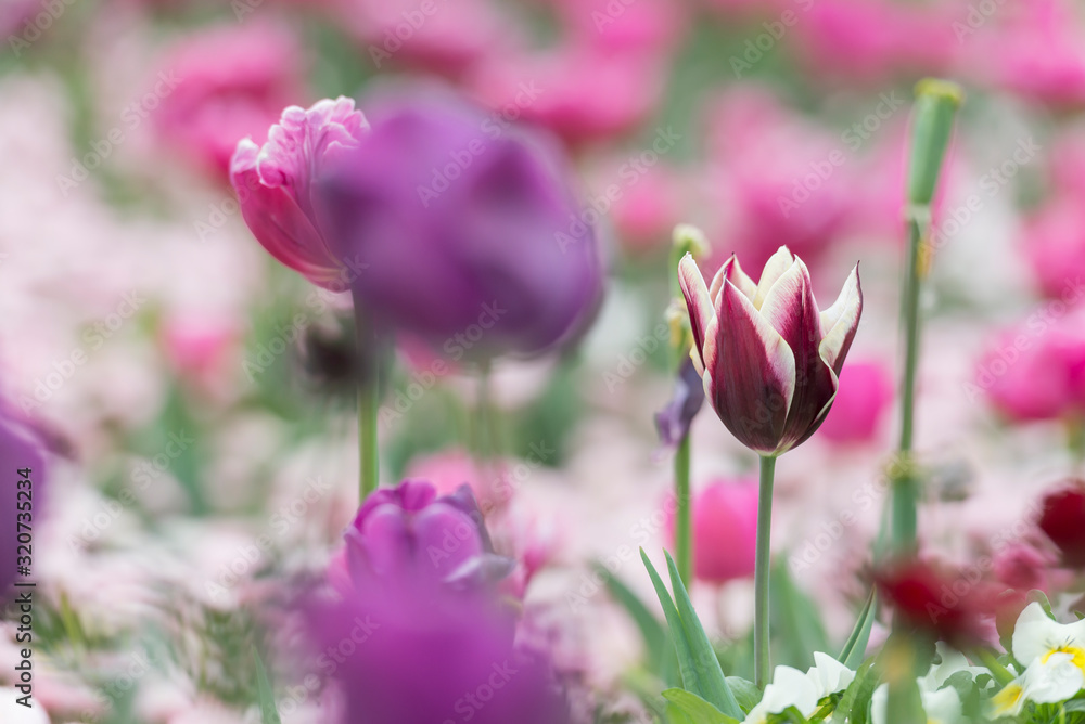 Lily-Flowered Tulip Gavota in flowerbed mixed with another flowers - horizontal version