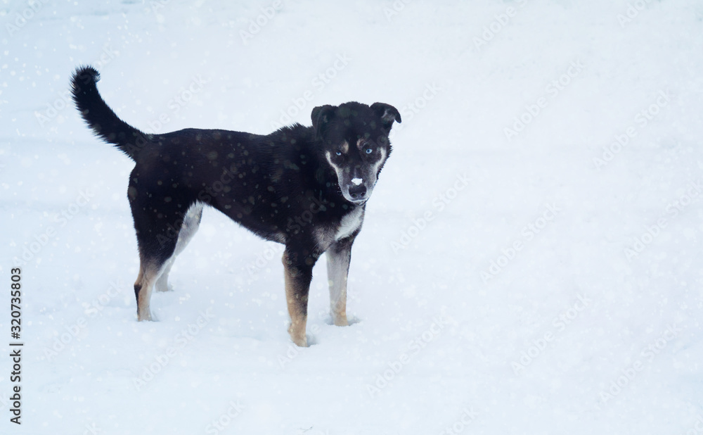 Black dog with blue eyes in the snow Black dog with blue eyes in the snow