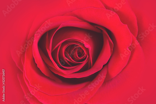 Close up of amazing natural fresh red rose. Flowers bud as symbol of beauty and love. 8 march  14 february  st valentine day and women s day concept. Love and romantic background. Top view.