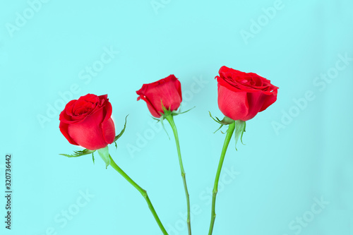 Three natural red roses flower and stem without leaves on gentle blue background.