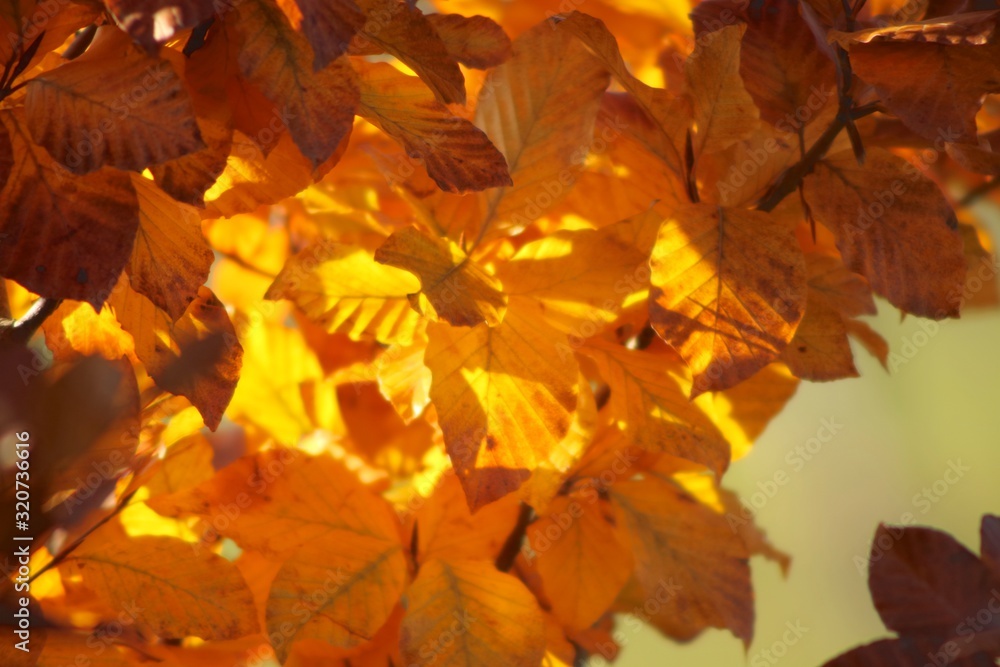 autumn leaves background autumn leaves background