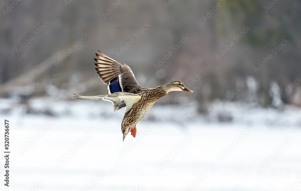 Obraz premium Duck landing. Mallard duck in flight.Natural scene from wisconsin conservation area.