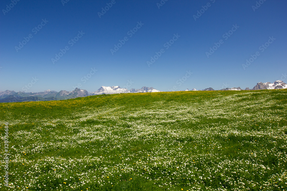 swiss mountains on a sunny day with a meadow full of flowers in the foreground