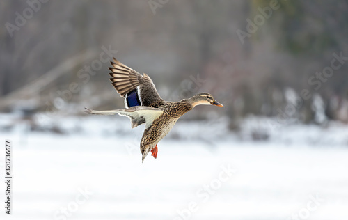 Duck landing. Mallard duck in flight.Natural scene from wisconsin conservation area.