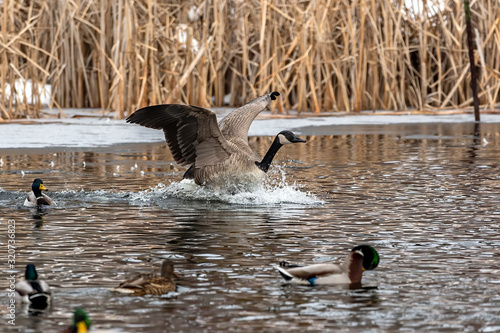 Canada goose landing. Natural scene from Wisconsin conservation area.