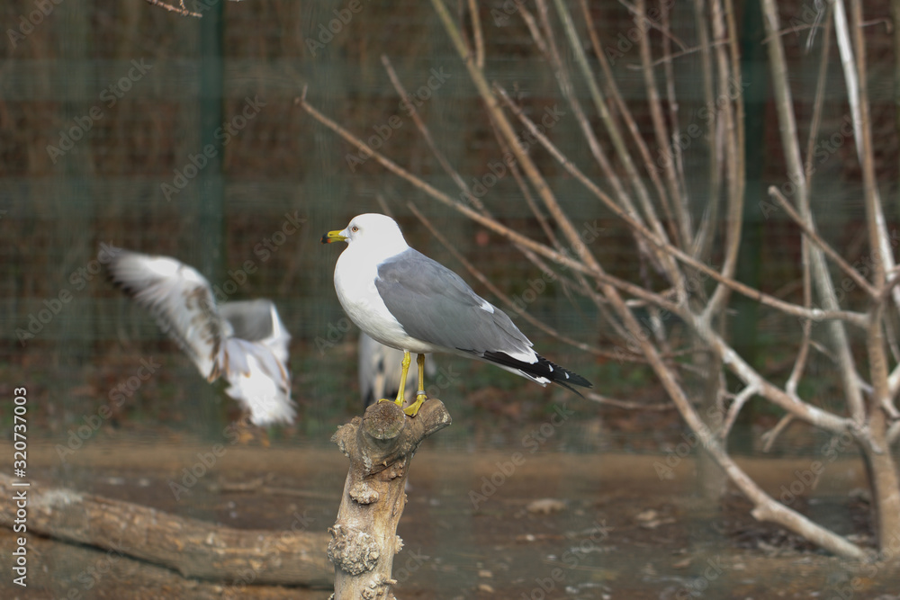 Larus delawarensis, captive in a zoo, sitting on a branch Larus delawarensis, captive in a zoo, sitting on a branch